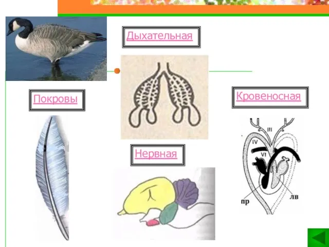 Дыхательная Покровы Нервная Кровеносная