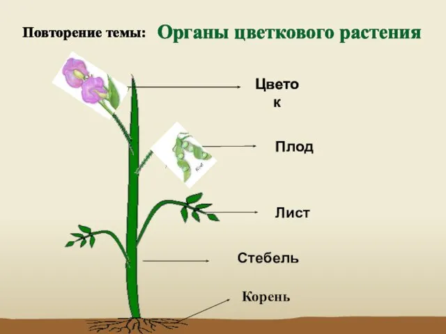 Органы цветкового растения Стебель Лист Цветок Плод Корень Повторение темы: