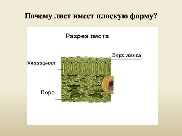 Почему лист имеет плоскую форму?