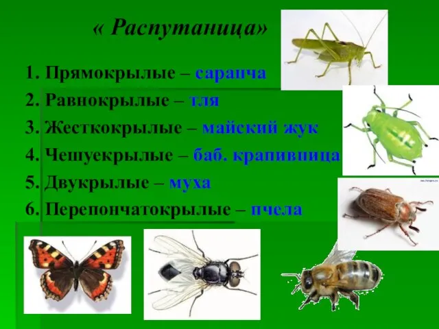 « Распутаница» 1. Прямокрылые – саранча 2. Равнокрылые – тля 3. Жесткокрылые