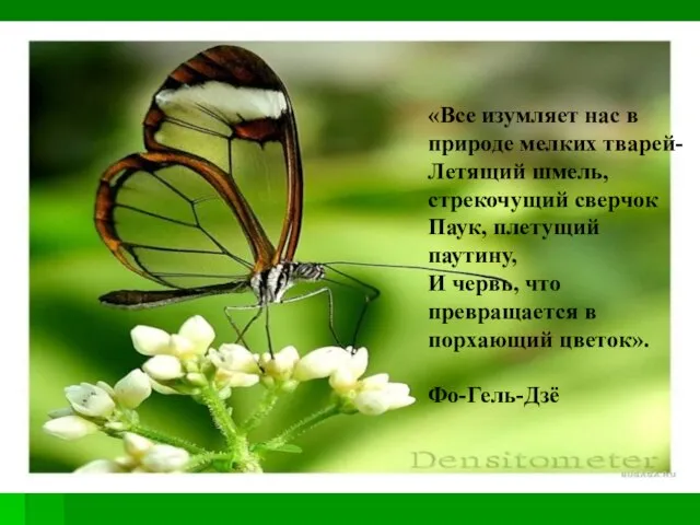 «Все изумляет нас в природе мелких тварей- Летящий шмель, стрекочущий сверчок Паук,