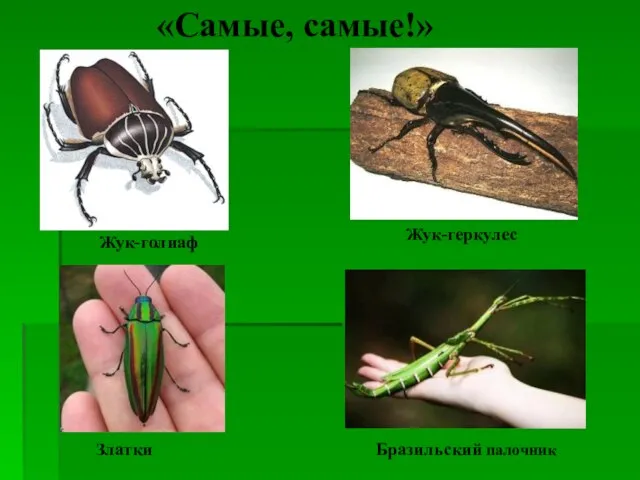 Жук-голиаф Златки Жук-геркулес Бразильский палочник «Самые, самые!»