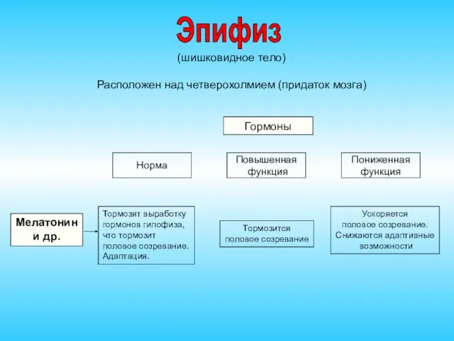 (шишковидное тело) Расположен над четверохолмием (придаток мозга) Гормоны Норма Повышенная функция Пониженная