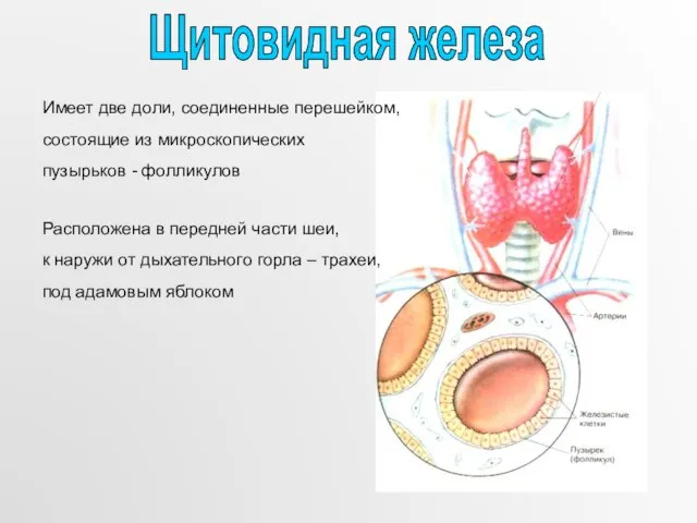 Имеет две доли, соединенные перешейком, состоящие из микроскопических пузырьков - фолликулов Расположена