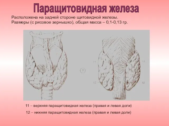 11 – верхняя паращитовидная железа (правая и левая доли) 12 – нижняя