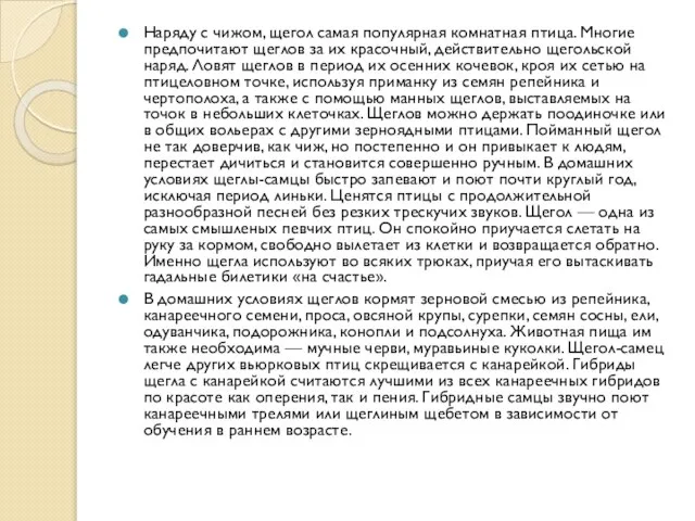 Наряду с чижом, щегол самая популярная комнатная птица. Многие предпочитают щеглов за