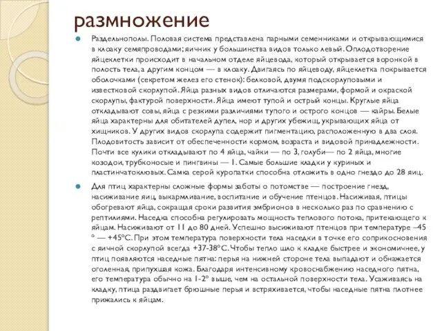 размножение Раздельнополы. Половая система представлена парными семенниками и открывающимися в клоаку семяпроводами;