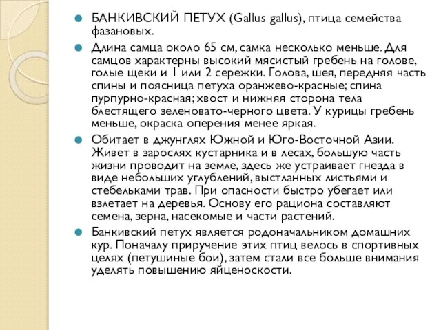 БАНКИВСКИЙ ПЕТУХ (Gallus gallus), птица семейства фазановых. Длина самца около 65 см,