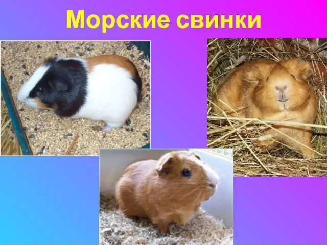 Морские свинки