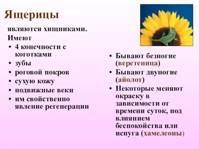 Ящерицы являются хищниками. Имеют 4 конечности с коготками зубы роговой покров сухую