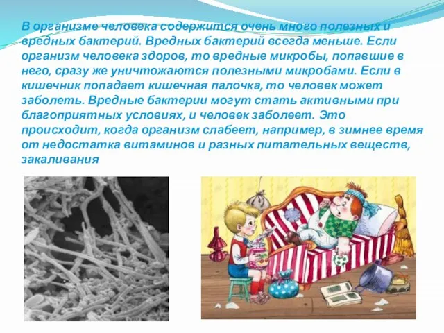 В организме человека содержится очень много полезных и вредных бактерий. Вредных бактерий