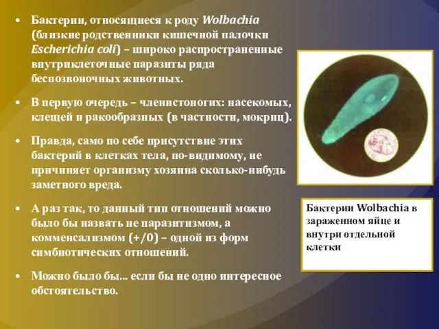 Бактерии, относящиеся к роду Wolbachia (близкие родственники кишечной палочки Escherichia coli) –