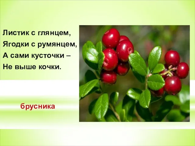 Листик с глянцем, Ягодки с румянцем, А сами кусточки – Не выше кочки. брусника