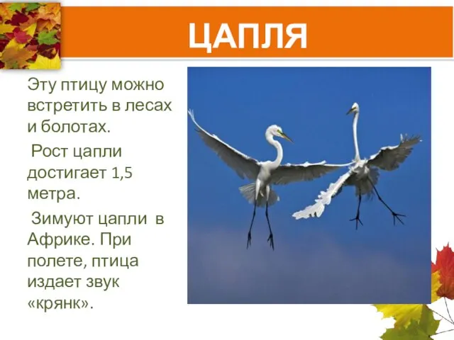 ЦАПЛЯ Эту птицу можно встретить в лесах и болотах. Рост цапли достигает