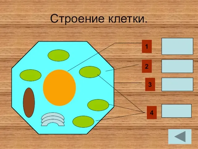 Строение клетки. 1 ЯДРО 4 2 Цитоплазма Оболочка хлоропласты 3