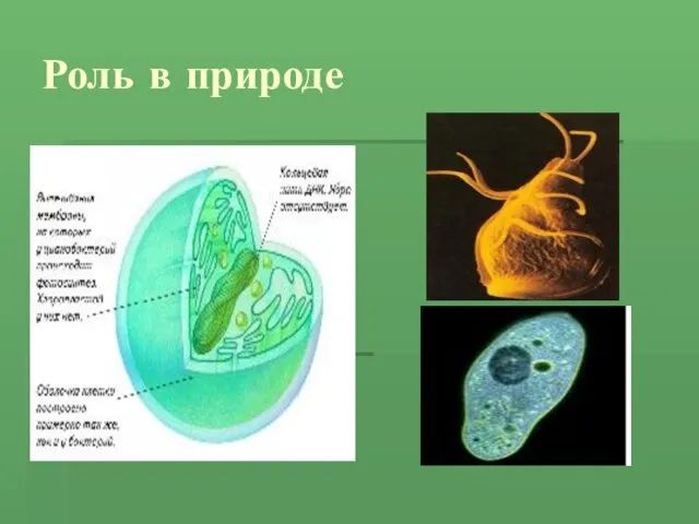 Роль в природе