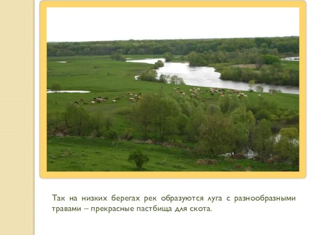 Так на низких берегах рек образуются луга с разнообразными травами – прекрасные пастбища для скота.