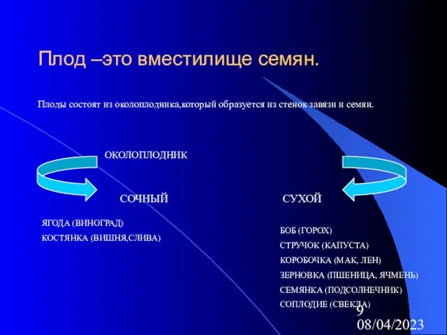 08/04/2023 Плод –это вместилище семян. Плоды состоят из околоплодника,который образуется из стенок