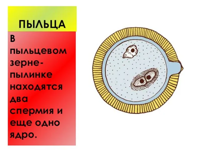 ПЫЛЬЦА В пыльцевом зерне-пылинке находятся два спермия и еще одно ядро.