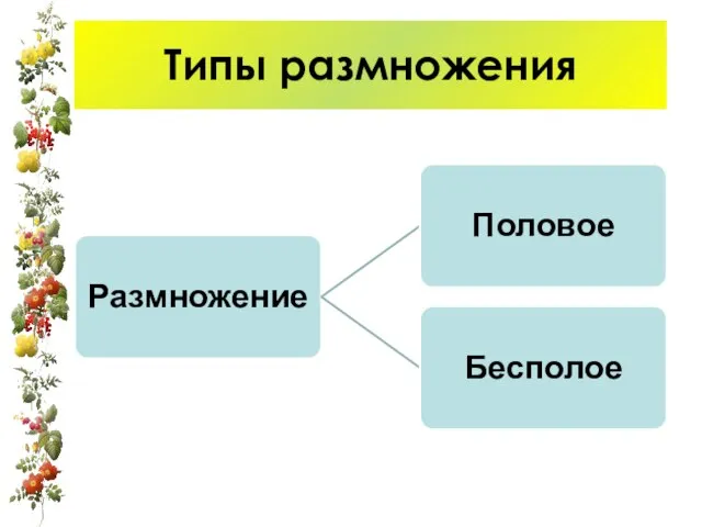 Типы размножения