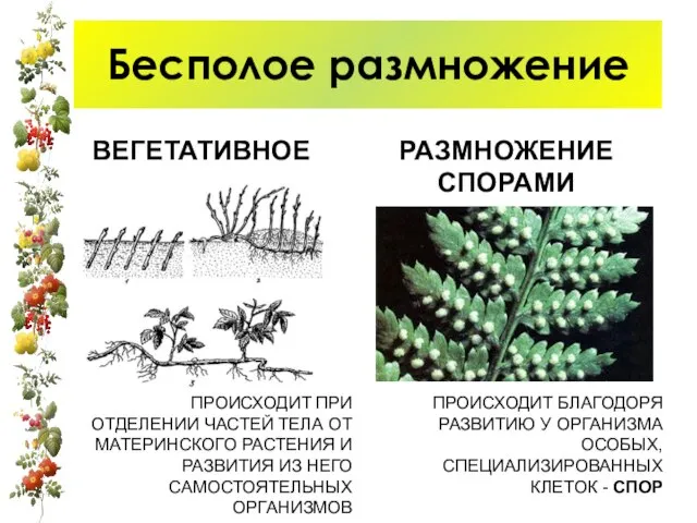 Бесполое размножение ВЕГЕТАТИВНОЕ РАЗМНОЖЕНИЕ СПОРАМИ ПРОИСХОДИТ ПРИ ОТДЕЛЕНИИ ЧАСТЕЙ ТЕЛА ОТ МАТЕРИНСКОГО