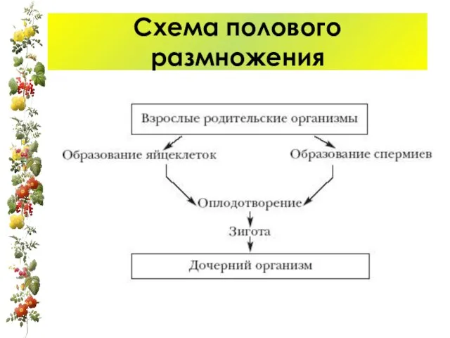 Схема полового размножения