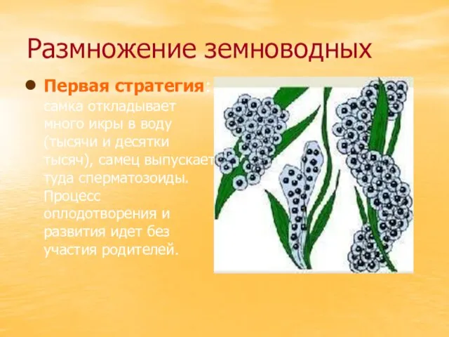 Размножение земноводных Первая стратегия: самка откладывает много икры в воду (тысячи и