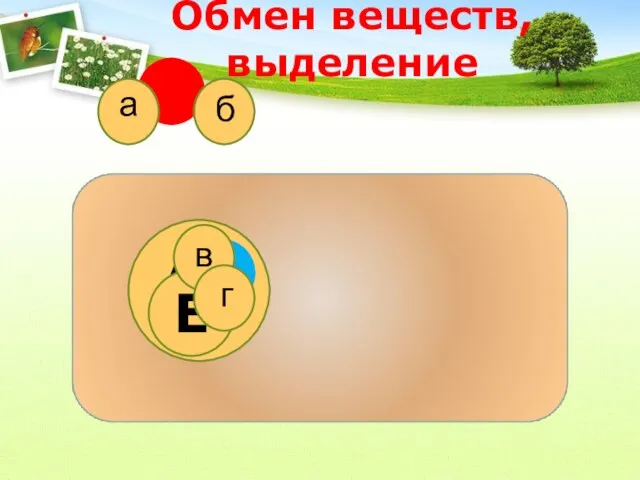 Обмен веществ, выделение Е