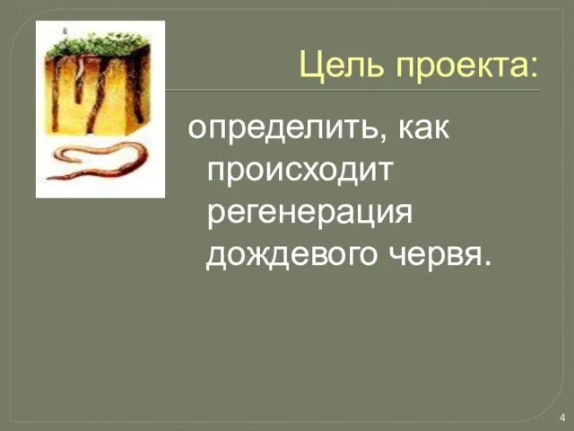 Цель проекта: определить, как происходит регенерация дождевого червя.