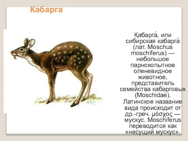 Кабарга Кабарга́, или сиби́рская кабарга́ (лат. Moschus moschiferus) — небольшое парнокопытное оленевидное