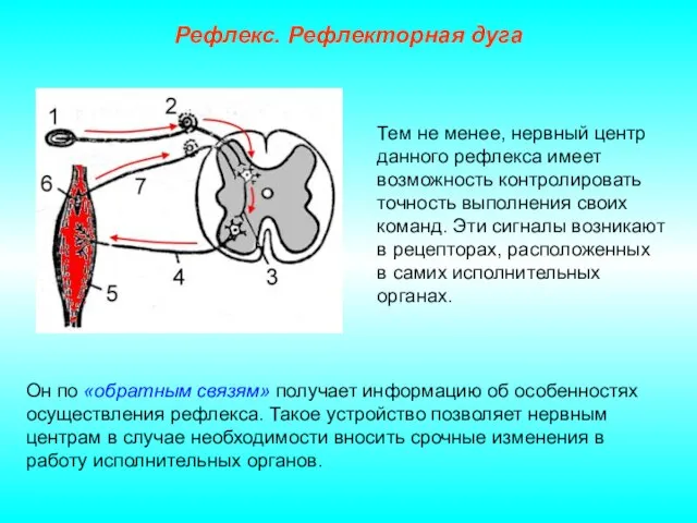 Рефлекс. Рефлекторная дуга Тем не менее, нервный центр данного рефлекса имеет возможность