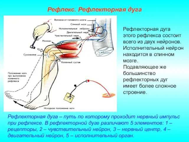 Рефлекс. Рефлекторная дуга Рефлекторная дуга этого рефлекса состоит всего из двух нейронов.