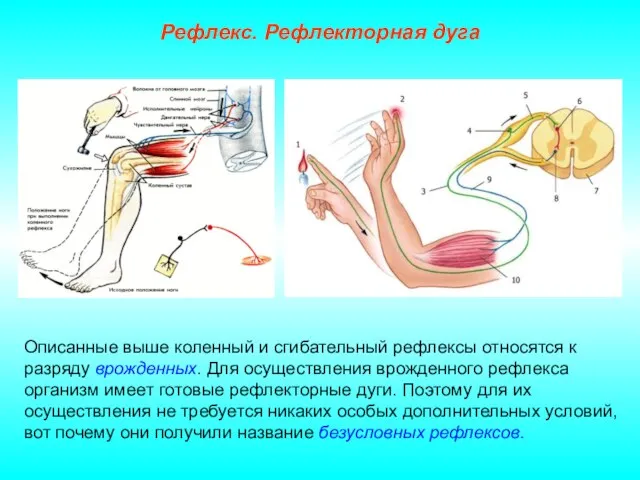 Рефлекс. Рефлекторная дуга Описанные выше коленный и сгибательный рефлексы относятся к разряду