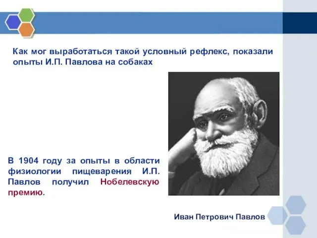 Как мог выработаться такой условный рефлекс, показали опыты И.П. Павлова на собаках