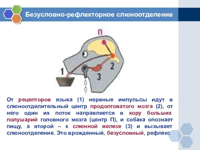 От рецепторов языка (1) нервные импульсы идут в слюноотделительный центр продолговатого мозга