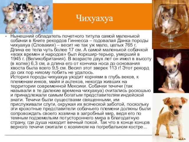 Чихуахуа Нынешний обладатель почетного титула самой маленькой собачки в Книге рекордов Гиннесса