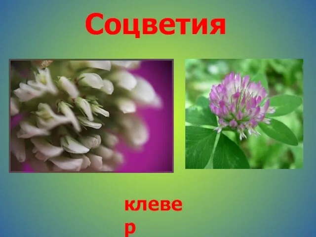 Соцветия клевер