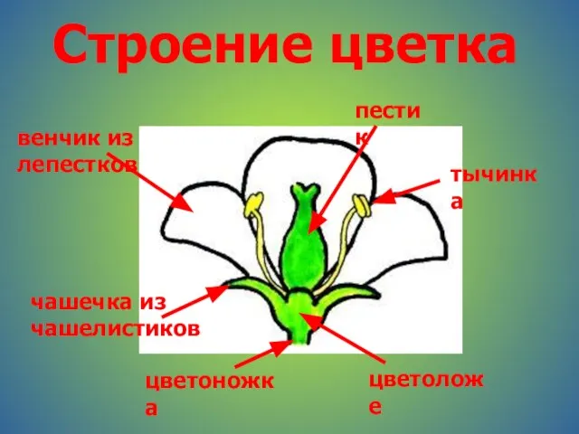 Строение цветка цветоножка цветоложе чашечка из чашелистиков венчик из лепестков пестик тычинка