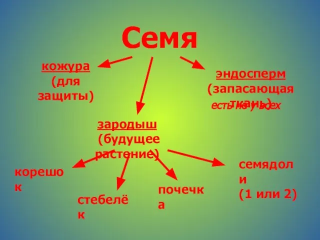 Семя кожура (для защиты) эндосперм (запасающая ткань) зародыш (будущее растение) есть не