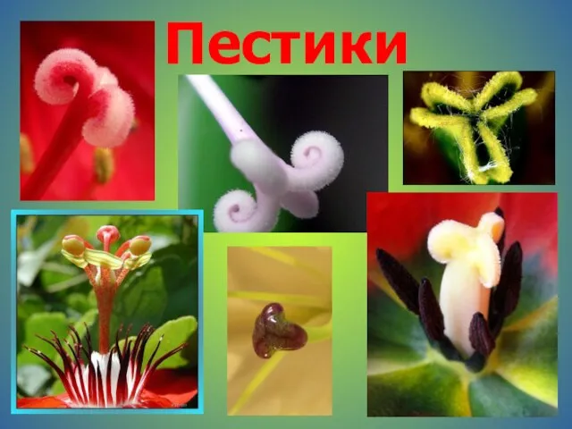 Пестики