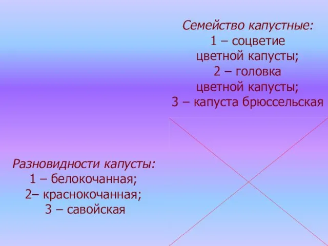 Разновидности капусты: 1 – белокочанная; 2– краснокочанная; 3 – савойская Семейство капустные: