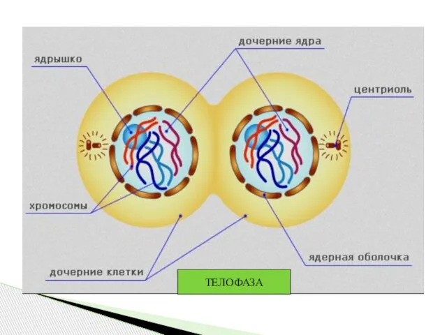 ТЕЛОФАЗА