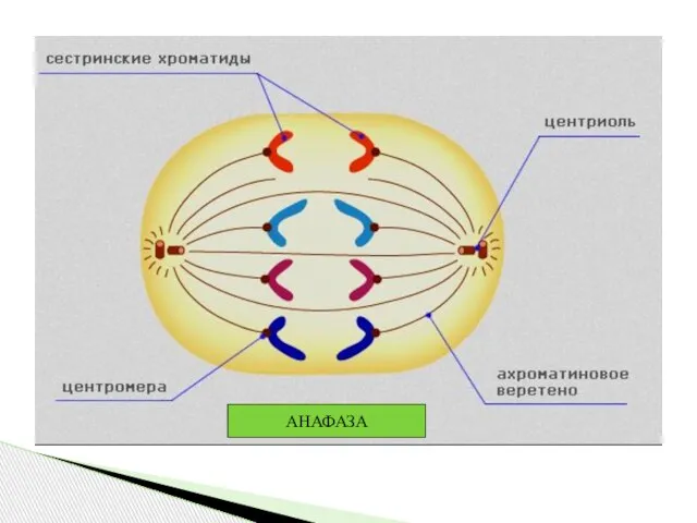 АНАФАЗА