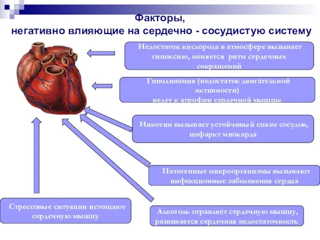 Факторы, негативно влияющие на сердечно - сосудистую систему Недостаток кислорода в атмосфере