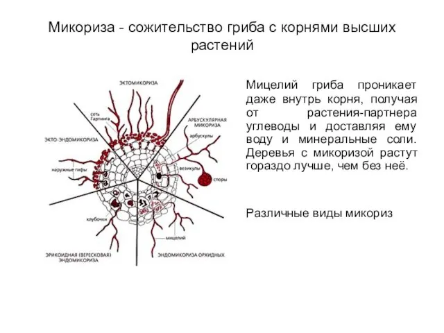 Микориза - сожительство гриба с корнями высших растений Мицелий гриба проникает даже