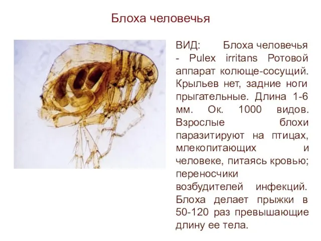 Блоха человечья ВИД: Блоха человечья - Pulex irritans Ротовой аппарат колюще-сосущий. Крыльев