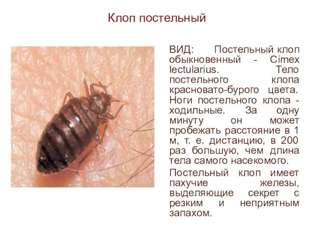 Клоп постельный ВИД: Постельный клоп обыкновенный - Cimex lectularius. Тело постельного клопа