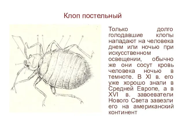 Клоп постельный Только долго голодавшие клопы нападают на человека днем или ночью