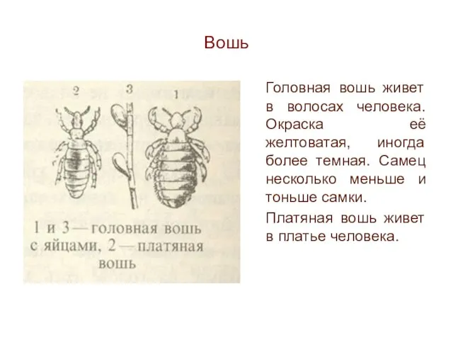 Вошь Головная вошь живет в волосах человека. Окраска её желтоватая, иногда более