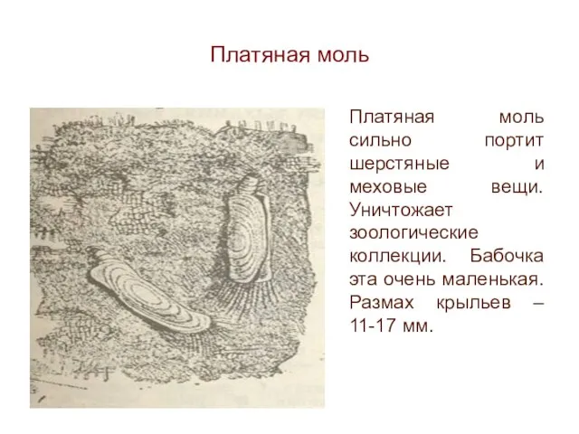 Платяная моль Платяная моль сильно портит шерстяные и меховые вещи. Уничтожает зоологические